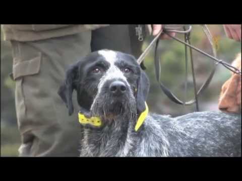 Browning B725 en acción